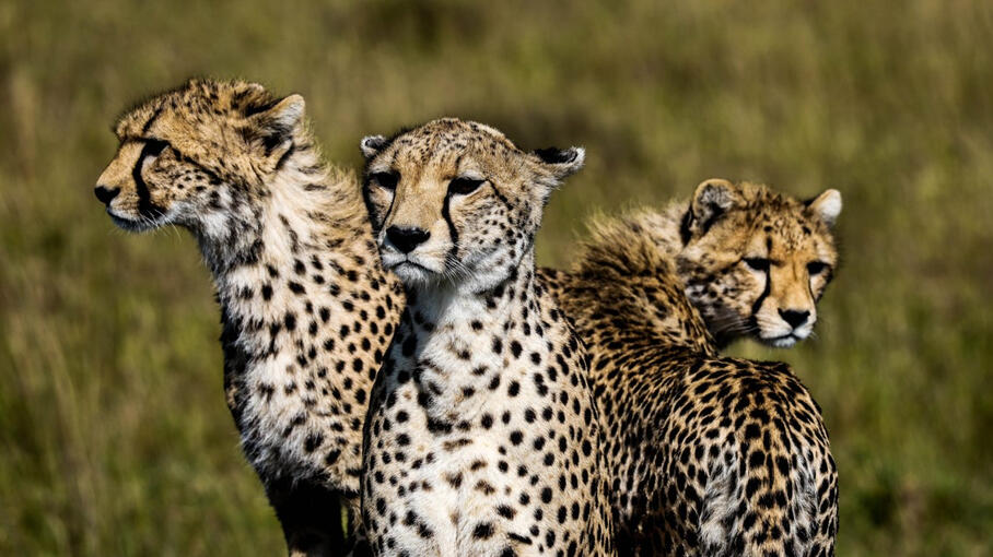 Tanzania - Serengeti National Park