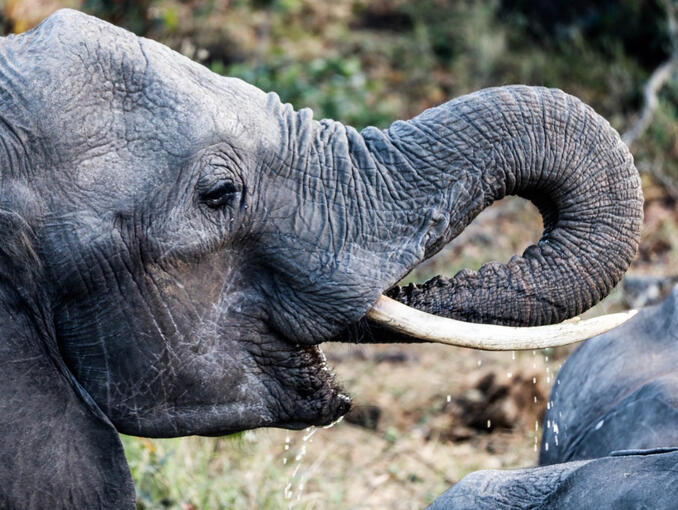 South Africa - Kruger National Park