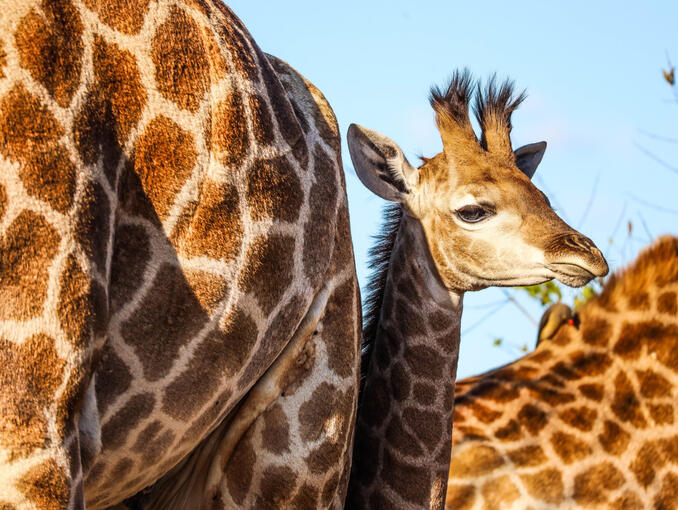 South Africa - Kruger National Park