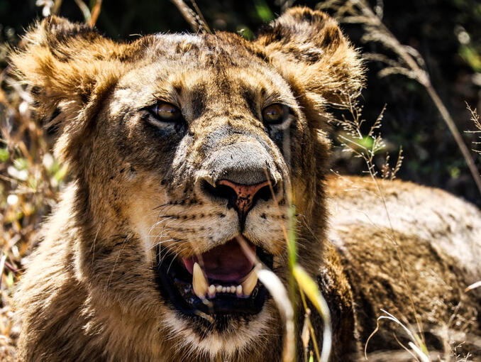 South Africa - Kruger National Park