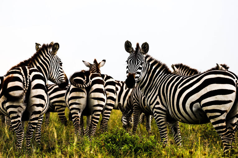 Tanzania - Serengeti National Park