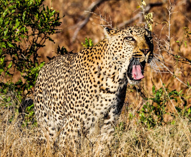 South Africa - Kruger National Park